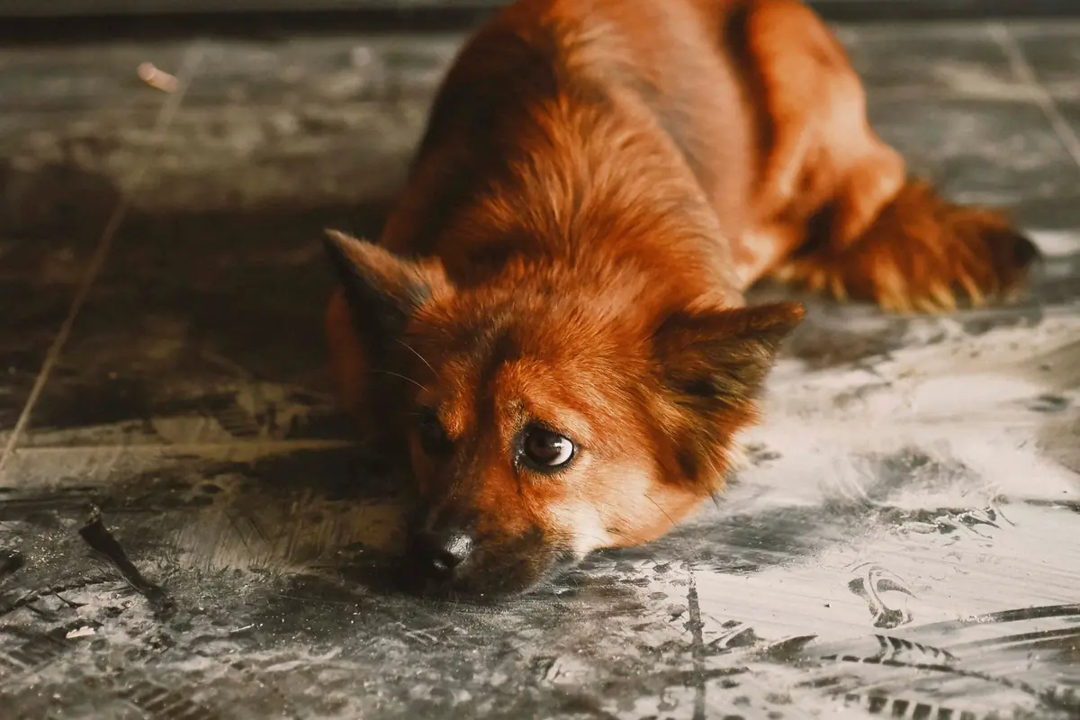 Bored, lonely-looking dog lying on the floor at home alone