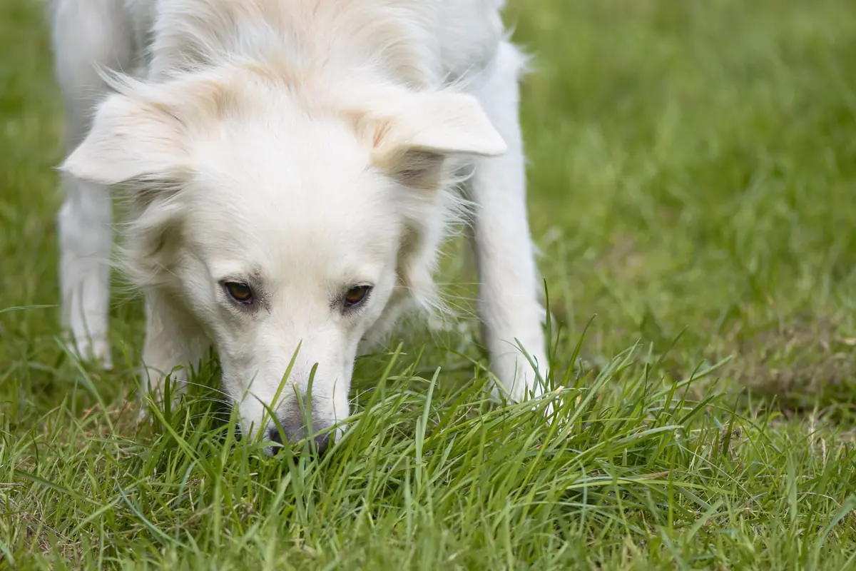 Dog sniffing the grass on a relaxed walk