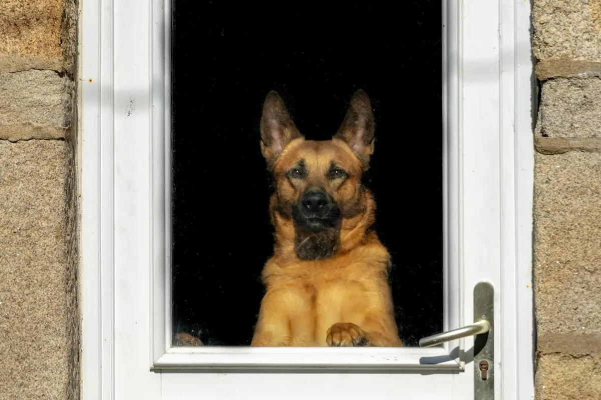 Dog waiting by the front door while its owner is at work