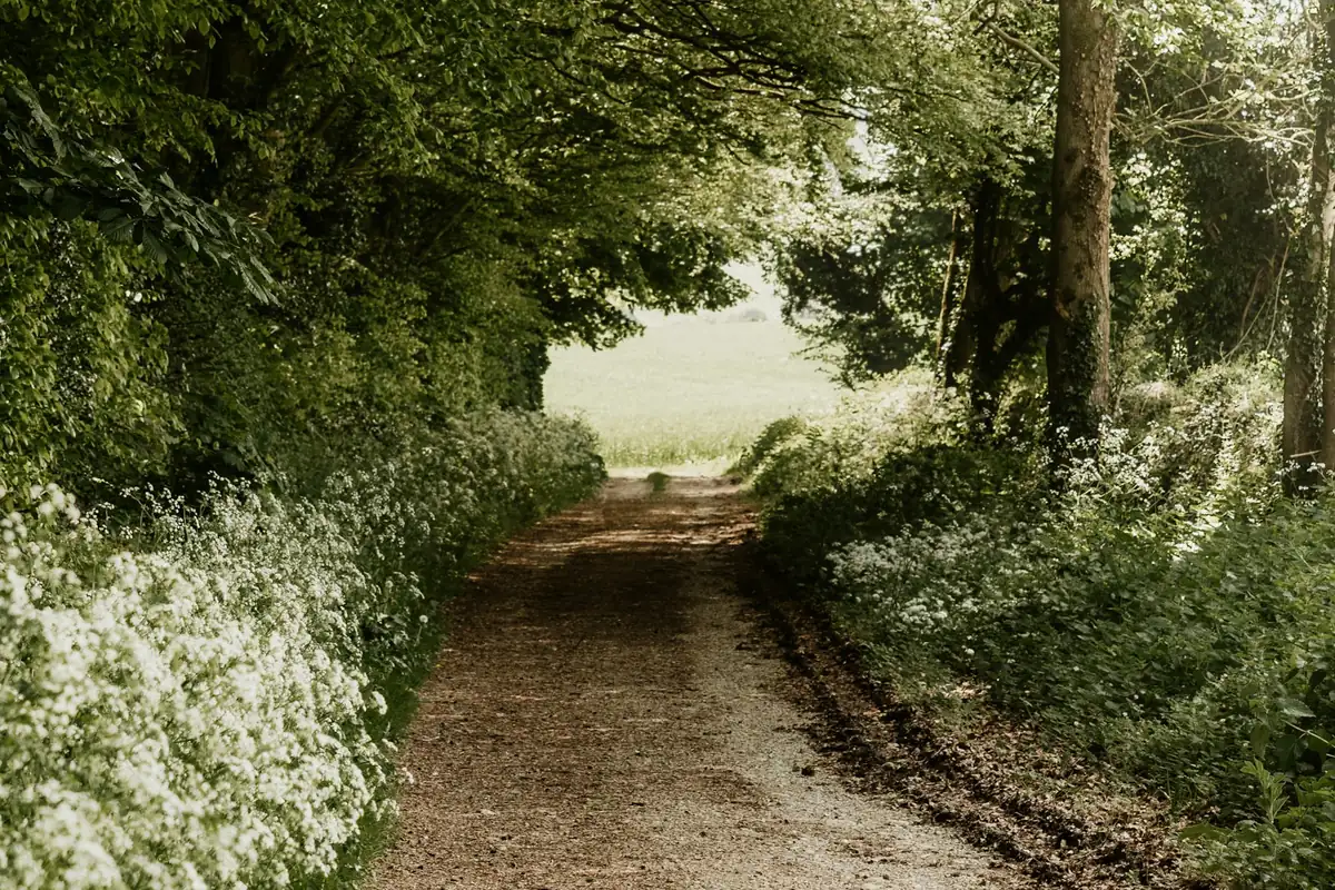 Quiet park path for a midday dog walk